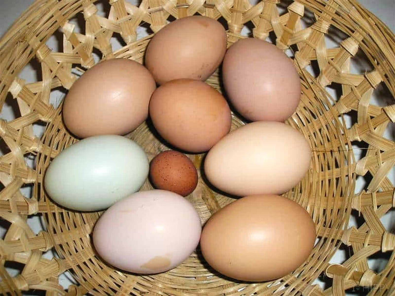 How Much Do Free-Range Eggs Cost?