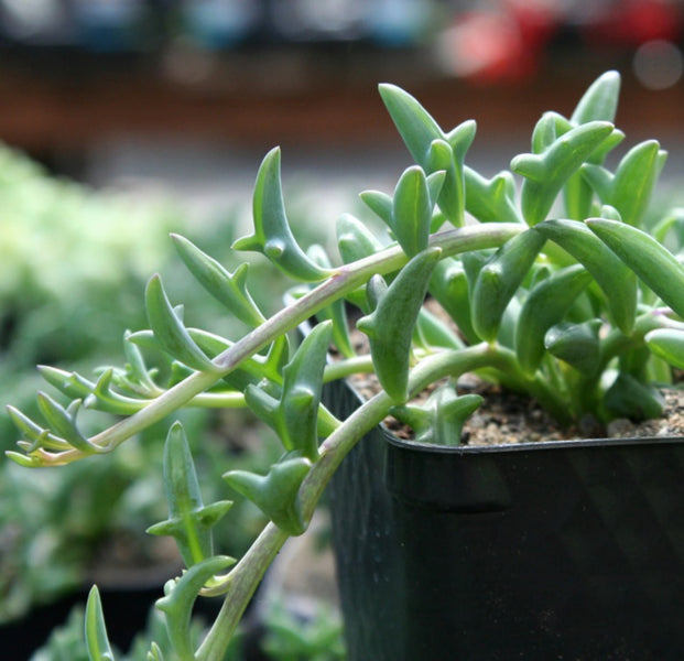 Of the many succulents out there, the dolphin plant is perhaps the most fun to have in your garden